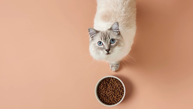 Выставка товаров для животных Petworld Arabia в Дубае - russianemirates.family